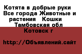 Котята в добрые руки - Все города Животные и растения » Кошки   . Тамбовская обл.,Котовск г.